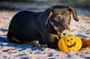 rotweiler_puppy_beach_toy_Tampa_Stephaniellen_photography