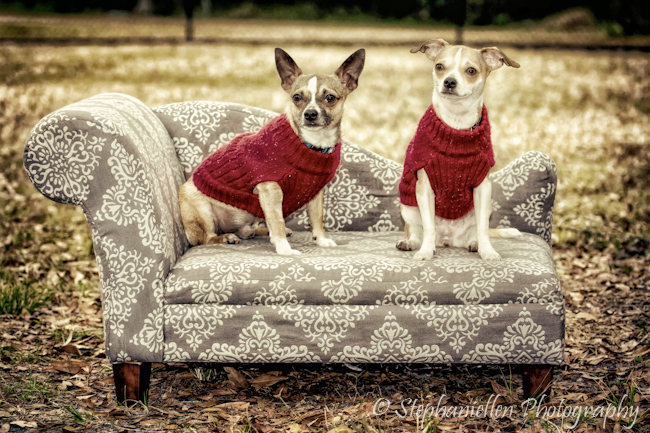 two_chiwawas_sweaters_sofa_Tampa_Stephaniellen_Pet _Photography