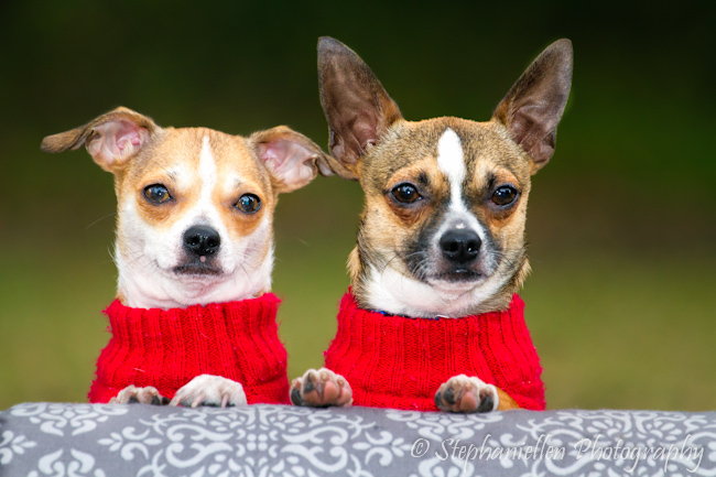 two_chiwawaws_sweaters_stephaniellen_photography_tampa