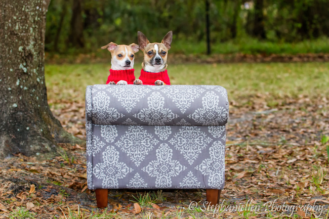 chiwawas_sofa_park_stephaniellen_photography_tampa_pets