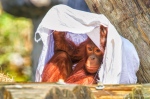 orangutans_playing_stephaniellen_photography-2