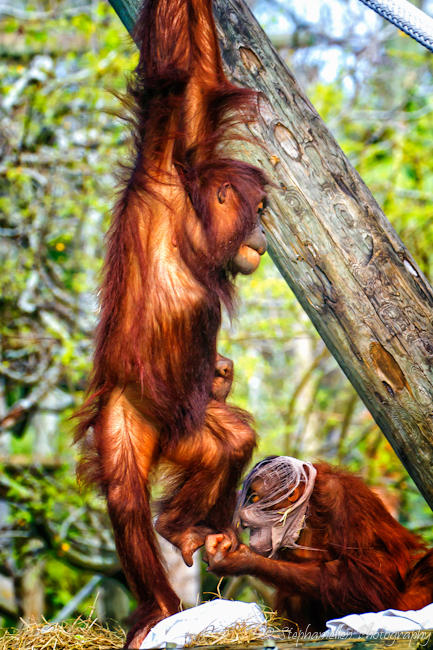 two_orangutans_playing