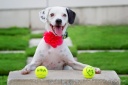 white_dog_tennis_balls_engagement_photos
