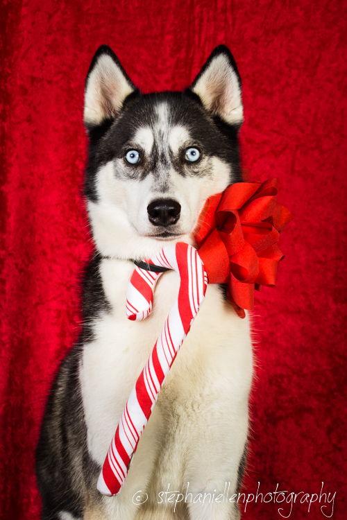 husky_christmas_candy_Cane_red_pet_tampa